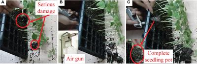 Airflow ejection-wrapped clamping type seedling picking method and parameter optimization